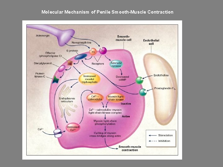 Molecular Mechanism of Penile Smooth-Muscle Contraction 