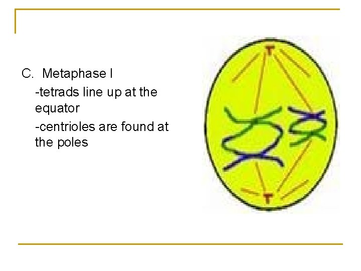 C. Metaphase I -tetrads line up at the equator -centrioles are found at the C. Metaphase I -tetrads line up at the equator -centrioles are found at the