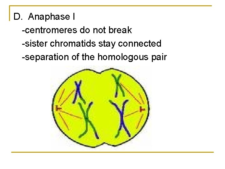 D. Anaphase I -centromeres do not break -sister chromatids stay connected -separation of the D. Anaphase I -centromeres do not break -sister chromatids stay connected -separation of the