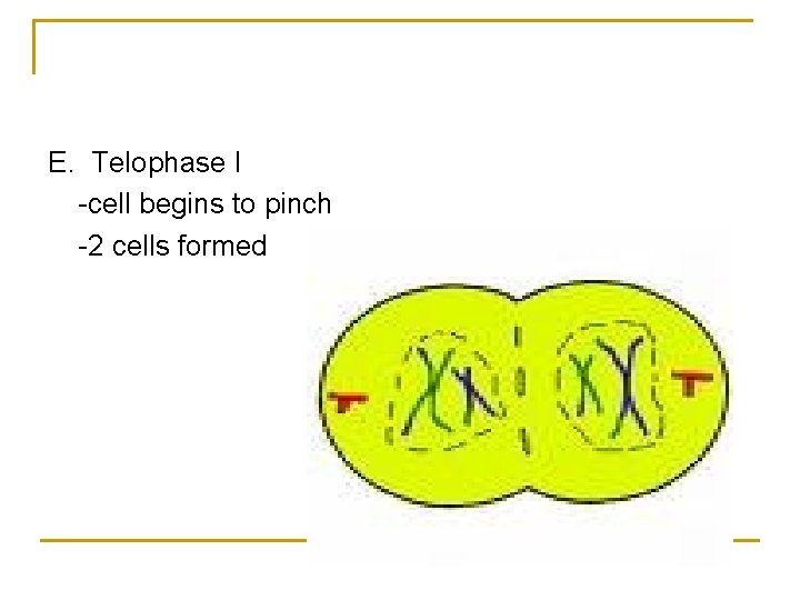 E. Telophase I -cell begins to pinch -2 cells formed E. Telophase I -cell begins to pinch -2 cells formed