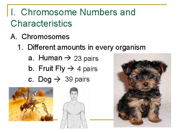 I. Chromosome Numbers and Characteristics A. Chromosomes 1. Different amounts in every organism a. I. Chromosome Numbers and Characteristics A. Chromosomes 1. Different amounts in every organism a.