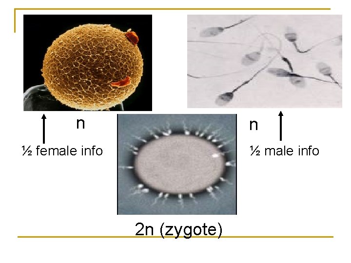 n n ½ female info ½ male info 2 n (zygote) n n ½ female info ½ male info 2 n (zygote)