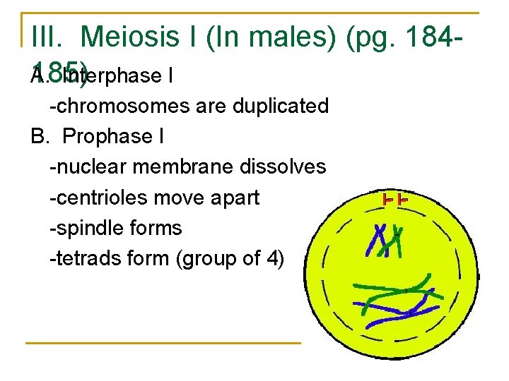 III. Meiosis I (In males) (pg. 184185) A. Interphase I -chromosomes are duplicated B. III. Meiosis I (In males) (pg. 184185) A. Interphase I -chromosomes are duplicated B.