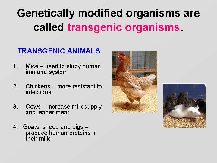 Genetically modified organisms are called transgenic organisms. TRANSGENIC ANIMALS 1. Mice – used to