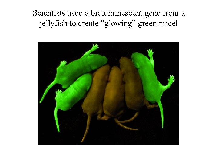 Scientists used a bioluminescent gene from a jellyfish to create “glowing” green mice! 