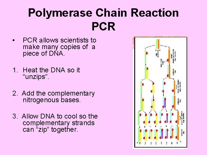 Polymerase Chain Reaction PCR • PCR allows scientists to make many copies of a