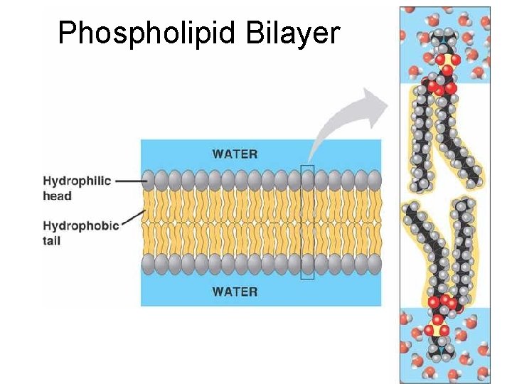 Phospholipid Bilayer 