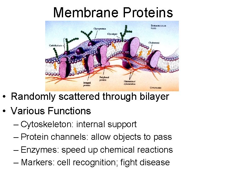 Membrane Proteins • Randomly scattered through bilayer • Various Functions – Cytoskeleton: internal support