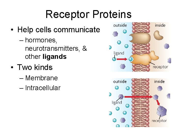 Receptor Proteins • Help cells communicate – hormones, neurotransmitters, & other ligands • Two
