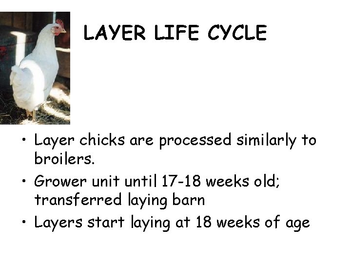 LAYER LIFE CYCLE • Layer chicks are processed similarly to broilers. • Grower unit LAYER LIFE CYCLE • Layer chicks are processed similarly to broilers. • Grower unit