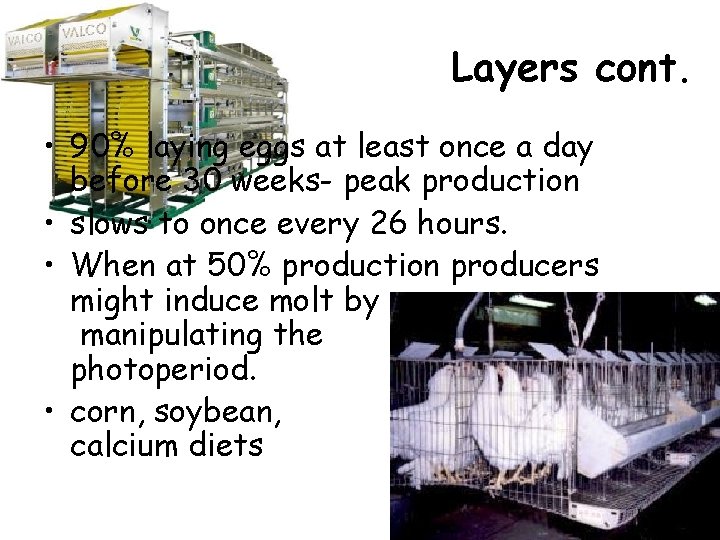 Layers cont. • 90% laying eggs at least once a day before 30 weeks- Layers cont. • 90% laying eggs at least once a day before 30 weeks-