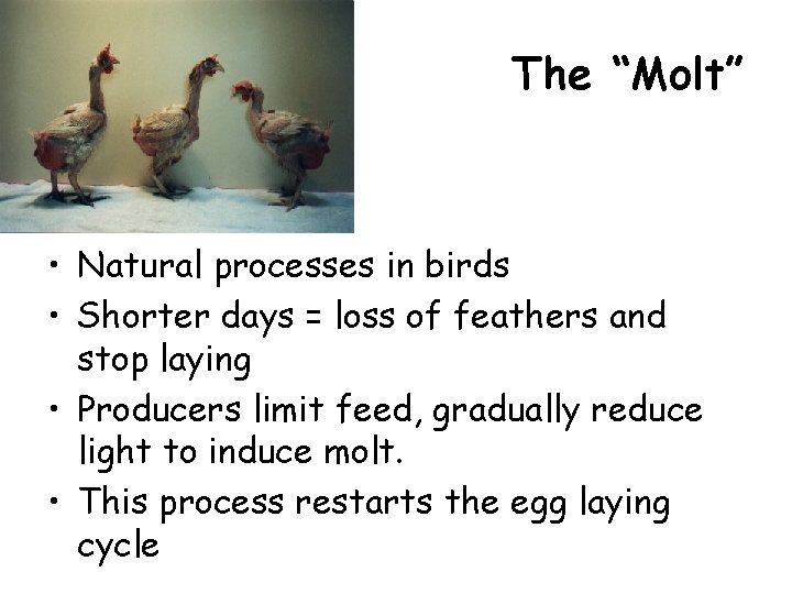 The “Molt” • Natural processes in birds • Shorter days = loss of feathers The “Molt” • Natural processes in birds • Shorter days = loss of feathers