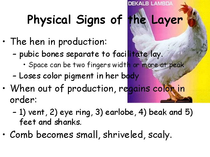 Physical Signs of the Layer • The hen in production: – pubic bones separate Physical Signs of the Layer • The hen in production: – pubic bones separate
