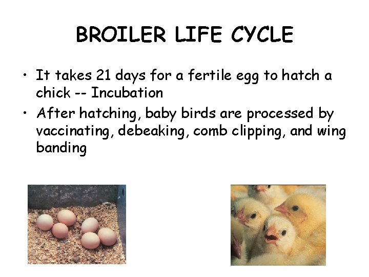 BROILER LIFE CYCLE • It takes 21 days for a fertile egg to hatch BROILER LIFE CYCLE • It takes 21 days for a fertile egg to hatch
