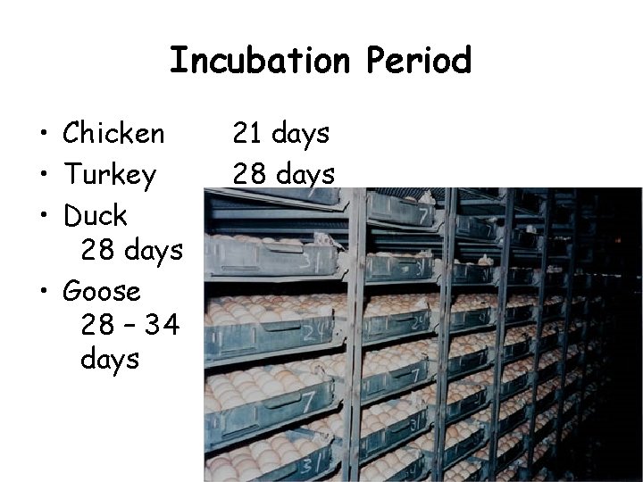 Incubation Period • Chicken • Turkey • Duck 28 days • Goose 28 – Incubation Period • Chicken • Turkey • Duck 28 days • Goose 28 –