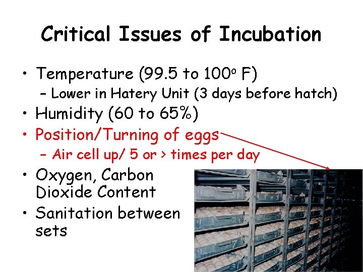 Critical Issues of Incubation • Temperature (99. 5 to 100 o F) – Lower Critical Issues of Incubation • Temperature (99. 5 to 100 o F) – Lower