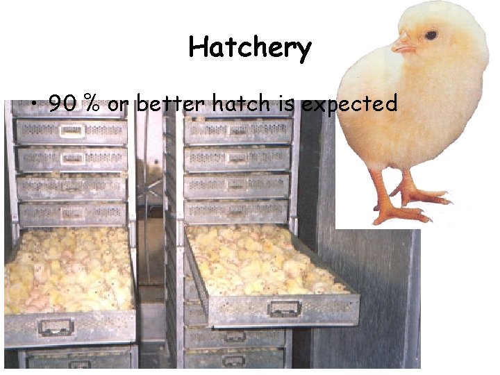 Hatchery • 90 % or better hatch is expected Hatchery • 90 % or better hatch is expected