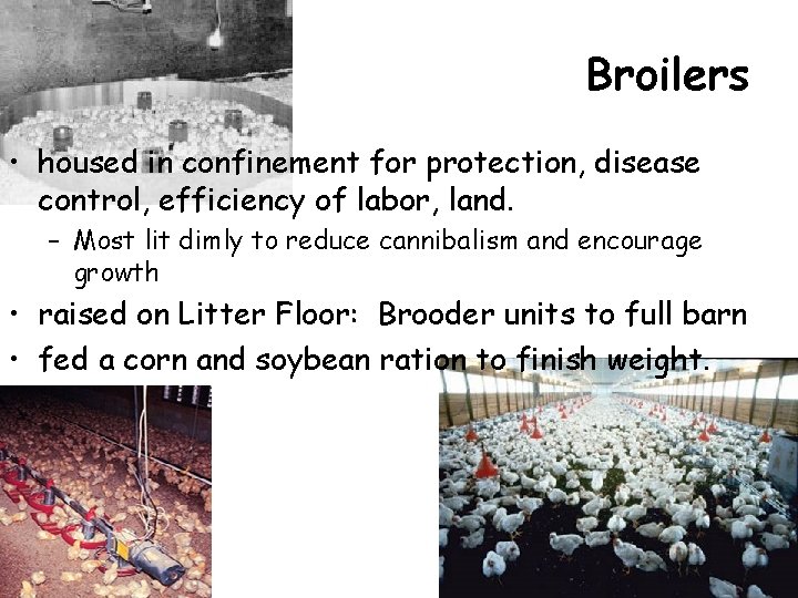 Broilers • housed in confinement for protection, disease control, efficiency of labor, land. – Broilers • housed in confinement for protection, disease control, efficiency of labor, land. –