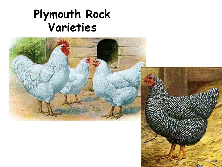 Plymouth Rock Varieties Plymouth Rock Varieties