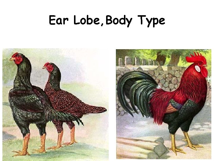 Ear Lobe, Body Type Ear Lobe, Body Type