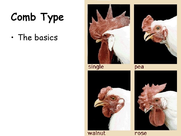 Comb Type • The basics Comb Type • The basics