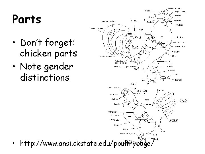 Parts • Don’t forget: chicken parts • Note gender distinctions • http: //www. ansi. Parts • Don’t forget: chicken parts • Note gender distinctions • http: //www. ansi.