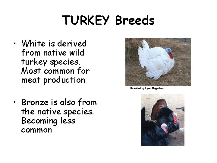 TURKEY Breeds • White is derived from native wild turkey species. Most common for TURKEY Breeds • White is derived from native wild turkey species. Most common for