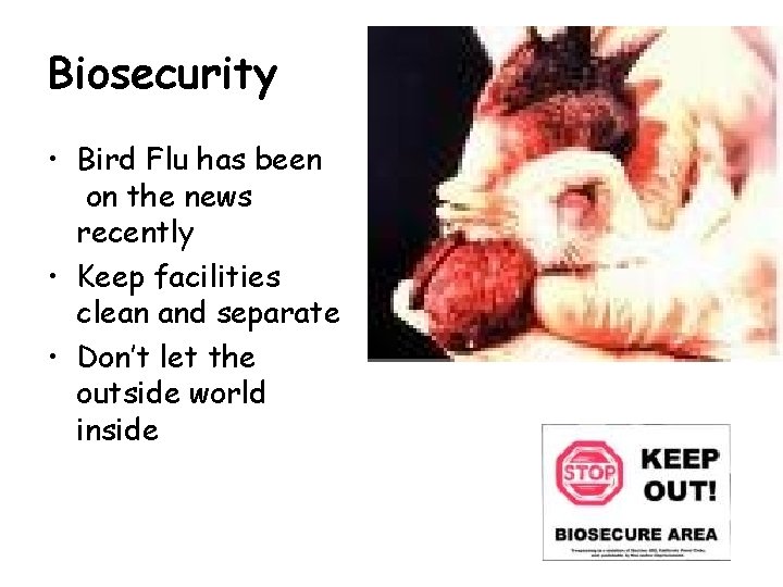 Biosecurity • Bird Flu has been on the news recently • Keep facilities clean Biosecurity • Bird Flu has been on the news recently • Keep facilities clean