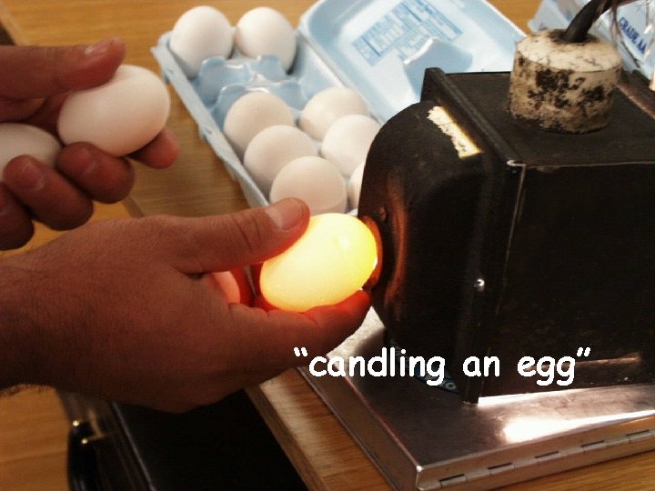 “candling an egg” “candling an egg”
