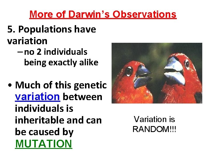 More of Darwin’s Observations 5. Populations have variation – no 2 individuals being exactly