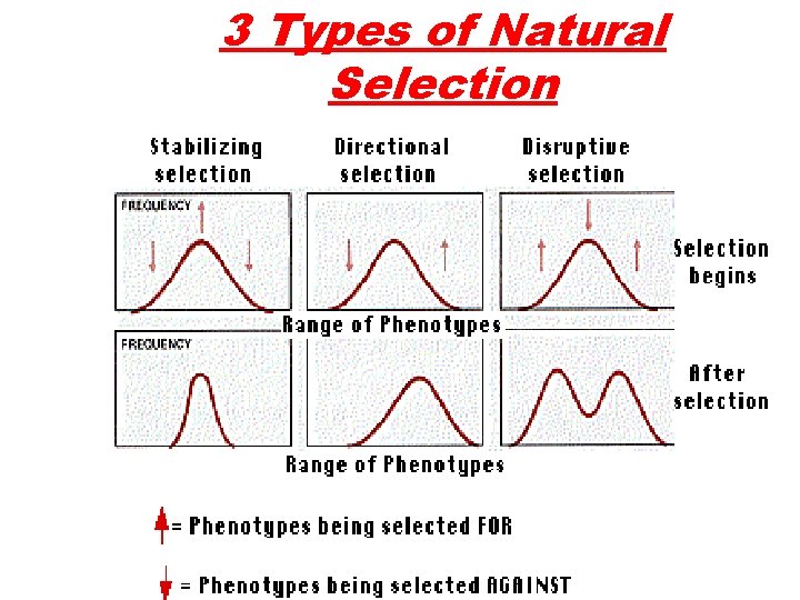 3 Types of Natural Selection 