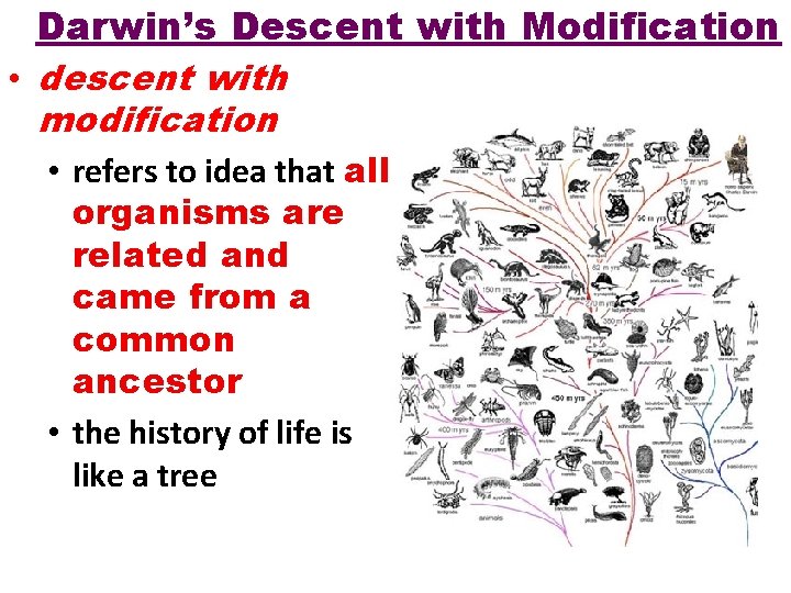 Darwin’s Descent with Modification • descent with modification • refers to idea that all