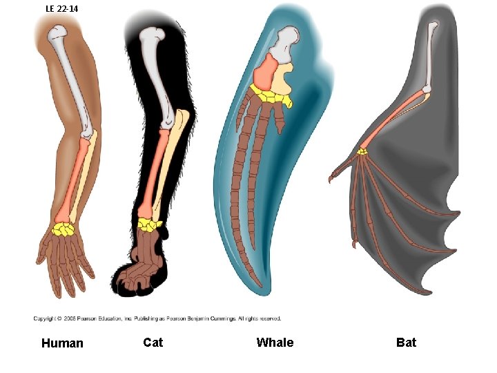 LE 22 -14 Human Cat Whale Bat 