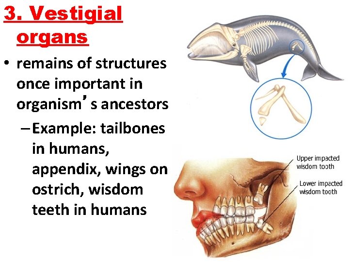 3. Vestigial organs • remains of structures once important in organism’s ancestors – Example: