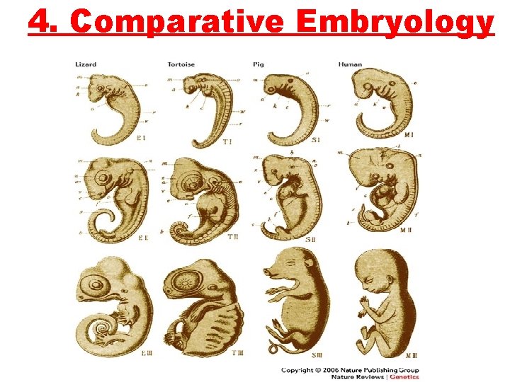 4. Comparative Embryology 