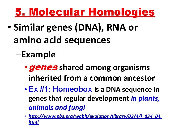 5. Molecular Homologies • Similar genes (DNA), RNA or amino acid sequences –Example •