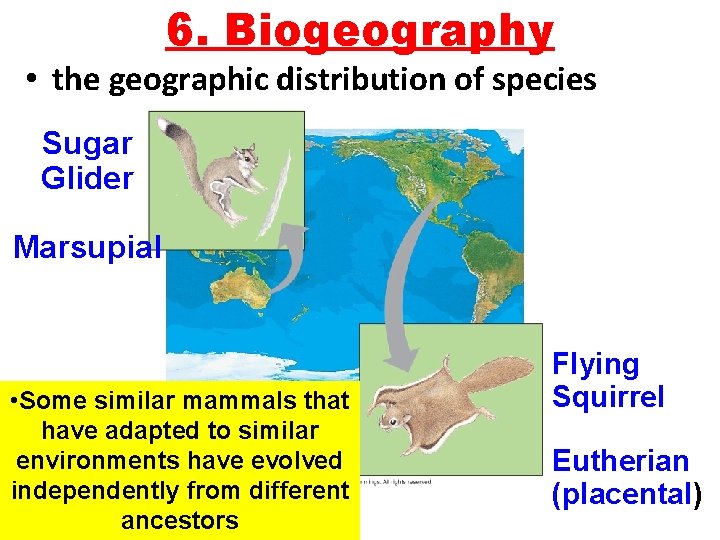 6. Biogeography • the geographic distribution of species Sugar Glider Marsupial • Some similar