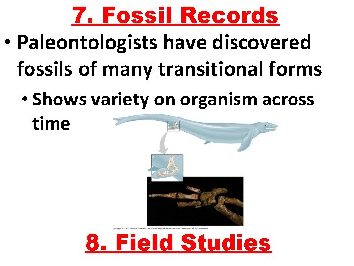 7. Fossil Records • Paleontologists have discovered fossils of many transitional forms • Shows