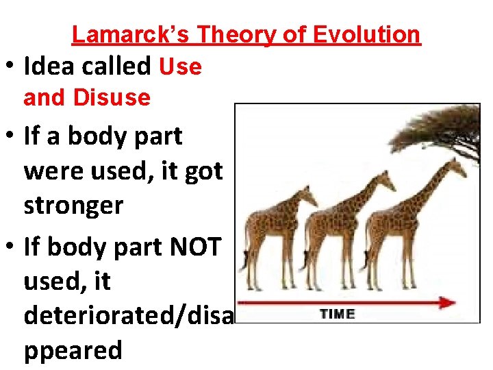  • Lamarck’s Theory of Evolution Idea called Use and Disuse • If a