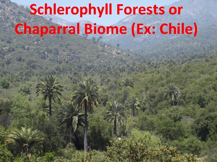 Schlerophyll Forests or Chaparral Biome (Ex: Chile) 