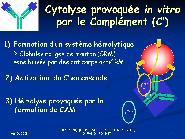 Cytolyse provoquée in vitro par le Complément (C’) 1) Formation d’un système hémolytique >