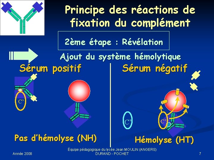 Principe des réactions de fixation du complément 2ème étape : Révélation Ajout du système