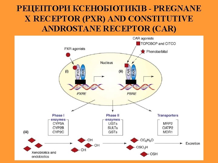 РЕЦЕПТОРИ КСЕНОБІОТИКІВ - PREGNANE X RECEPTOR (PXR) AND CONSTITUTIVE ANDROSTANE RECEPTOR (CAR) 