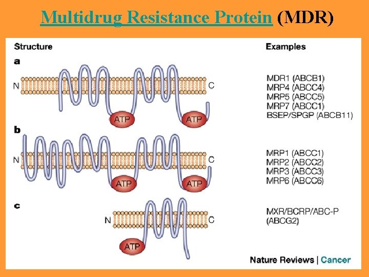 Multidrug Resistance Protein (MDR) 