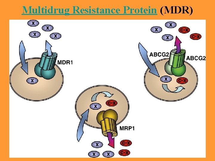 Multidrug Resistance Protein (MDR) 