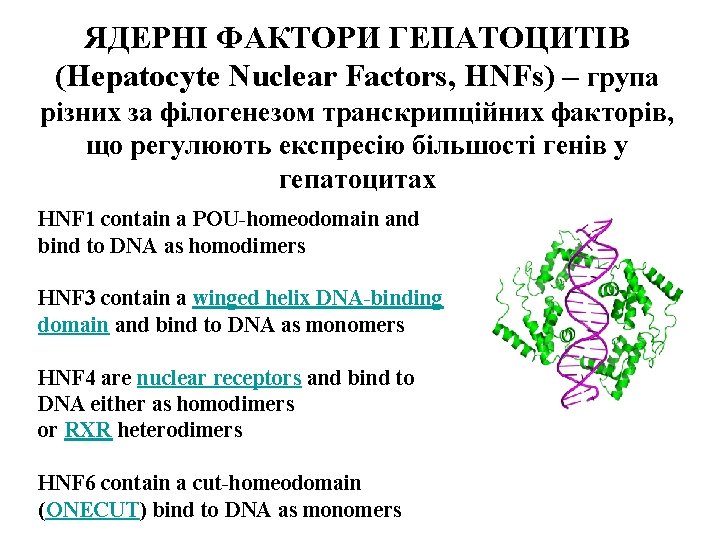 ЯДЕРНІ ФАКТОРИ ГЕПАТОЦИТІВ (Hepatocyte Nuclear Factors, HNFs) – група різних за філогенезом транскрипційних факторів,