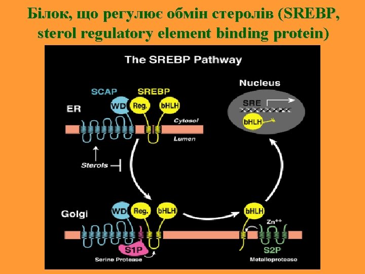 Білок, що регулює обмін стеролів (SREBP, sterol regulatory element binding protein) 