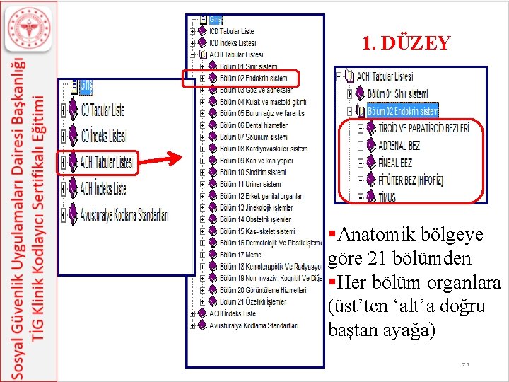 1. DÜZEY §Anatomik bölgeye göre 21 bölümden §Her bölüm organlara (üst’ten ‘alt’a doğru baştan