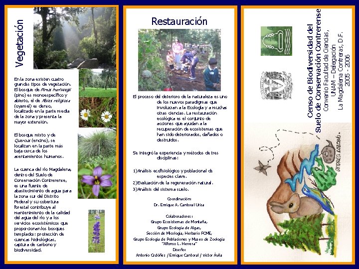 El bosque mixto y de Quercus (encino), se localizan en la parte más baja