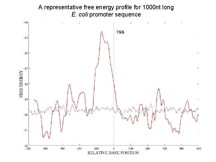 A representative free energy profile for 1000 nt long E. coli promoter sequence 